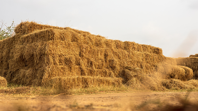 low angle view. heaps of straw bales from harvested rice fields