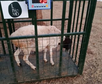 about live mo goat weigh